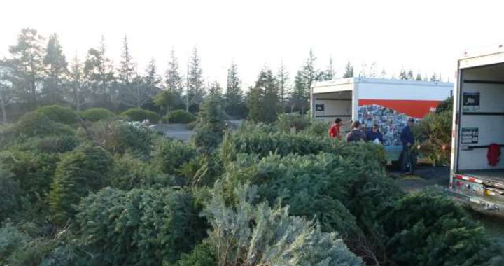 Clayton scouts will perform curbside Christmas Tree pickup Jan. 7