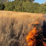Prescribed burning at Mount Diablo State Park will begin in May