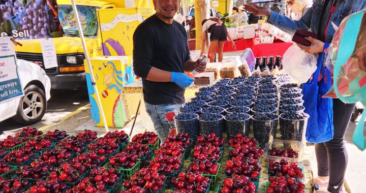 It’s so sweet finding cherries at Concord's farmers market