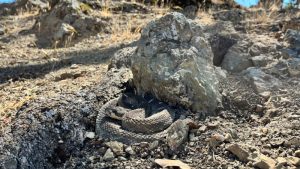 Warmer weather means watching out for rattlesnakes in East Bay parks