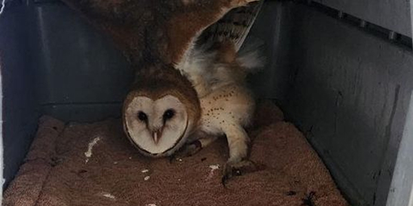 Lindsay Wildlife Experience urgently seeking local help for Barn owls