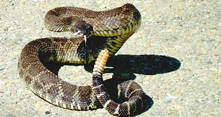 It’s snake season in Contra Costa County clear into October