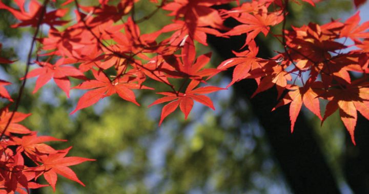 Gear up for fall with new trees, shrubs and veggies