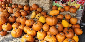 Engage in agritourism to enjoy the fall farm experience