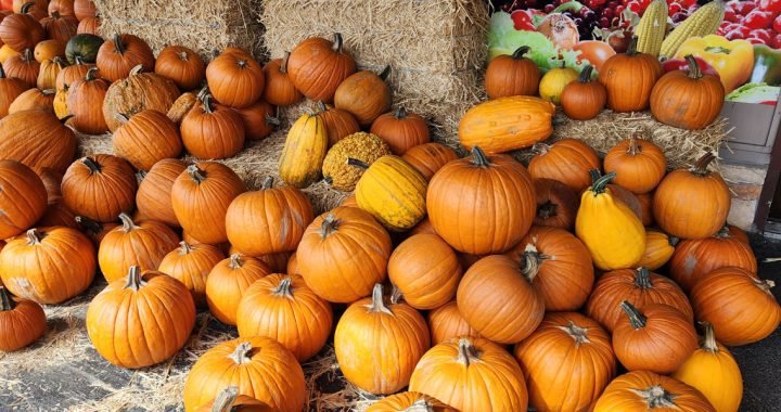 Engage in agritourism to enjoy the fall farm experience