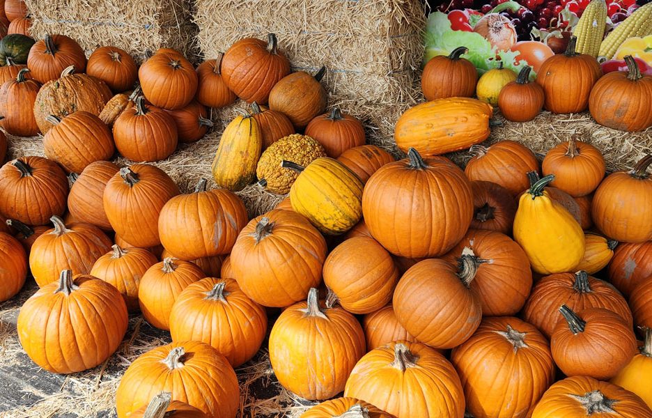 Engage in agritourism to enjoy the fall farm experience